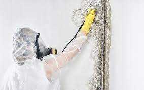 Best Commercial Mold Inspection  in Clifton, CO